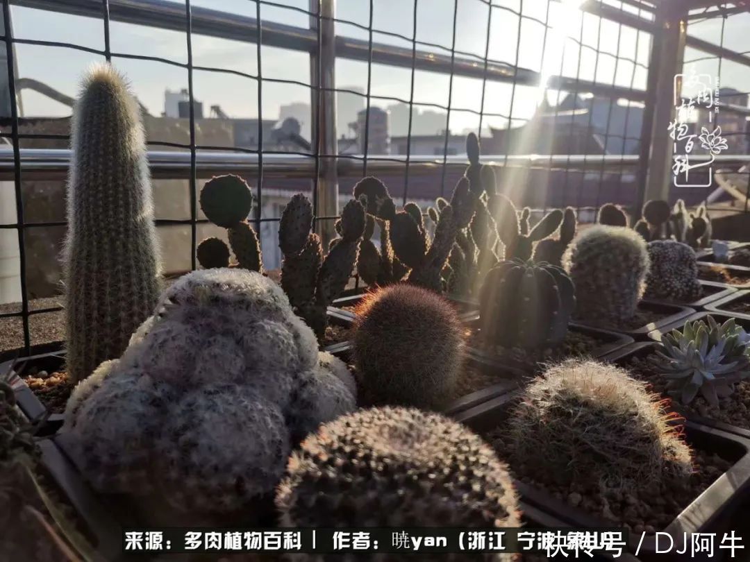 入多肉坑八年,始于初心,一切但求无愧于心