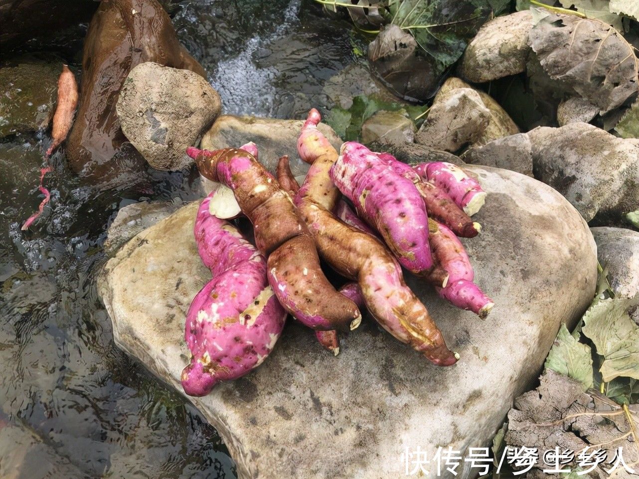 九月十八霜降,俗语“霜前霜,米如糠;霜后霜,谷满仓”,啥意思