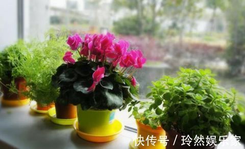 这9种花冬天别喷水,否则烂根烂叶,后悔都来不及!