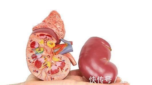 养肾|老中医:男人要养肾,喝水加1宝,让你回到“青年”时状态!