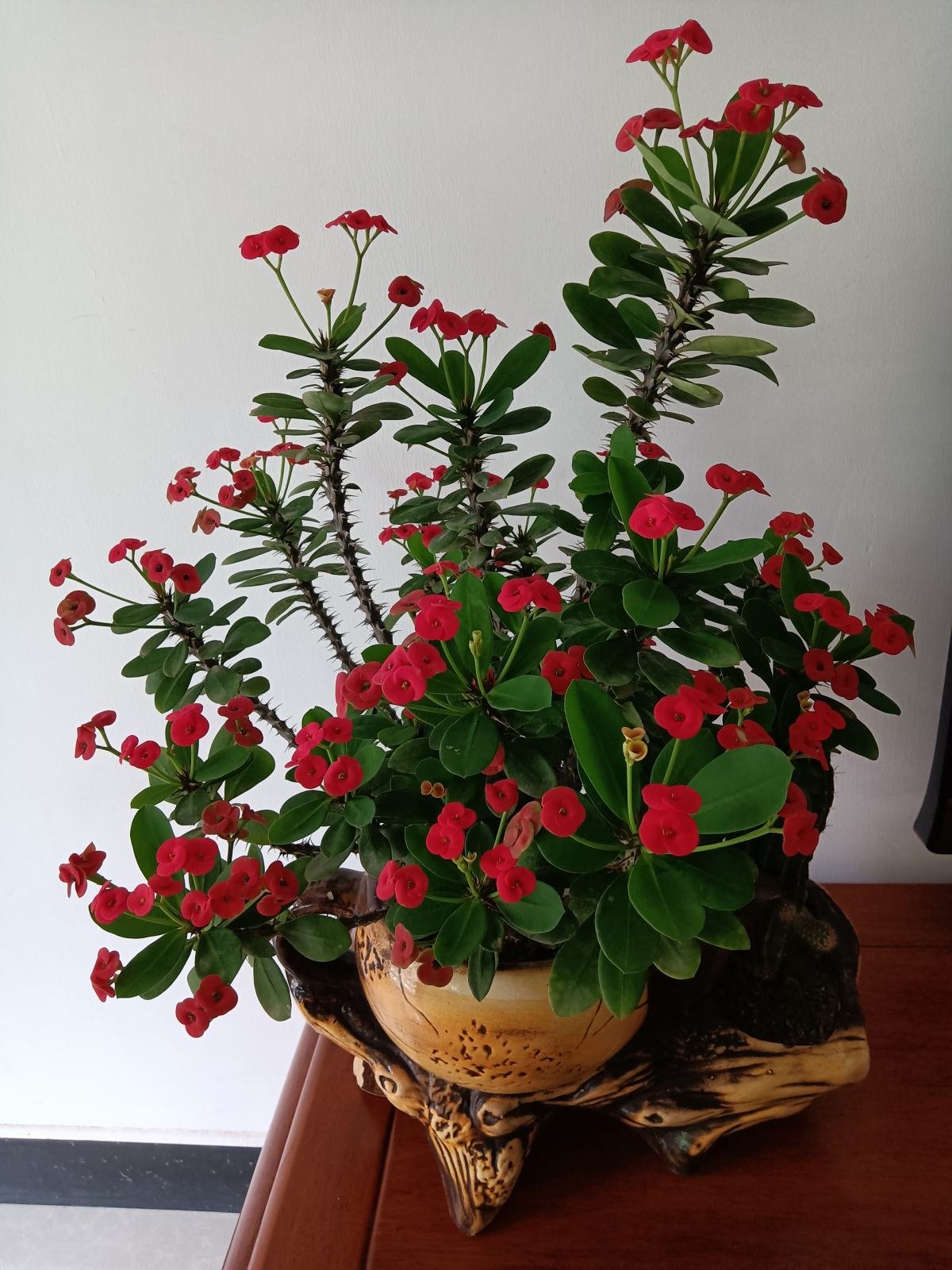 五色梅五色梅|5种花，屋子里只需养一种，一年能开花9个月，真怕把它“累死”