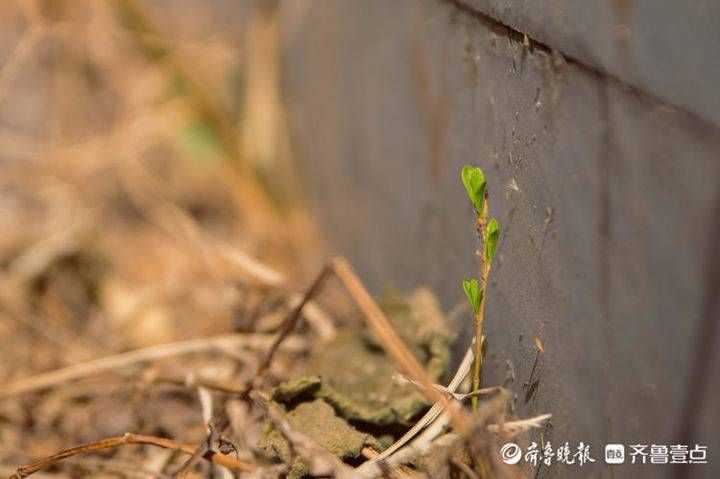 春暖水城！聊城最美春天一张张大片来啦……