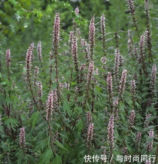  健康|十个女人九个妇科病，用此草每天泡水，祛湿排毒，子宫越来越健康