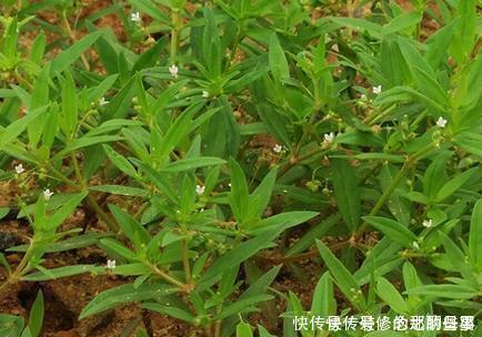 白花蛇草水你喝过吗 味道清奇 对身体极好 原料就是白花蛇舌草