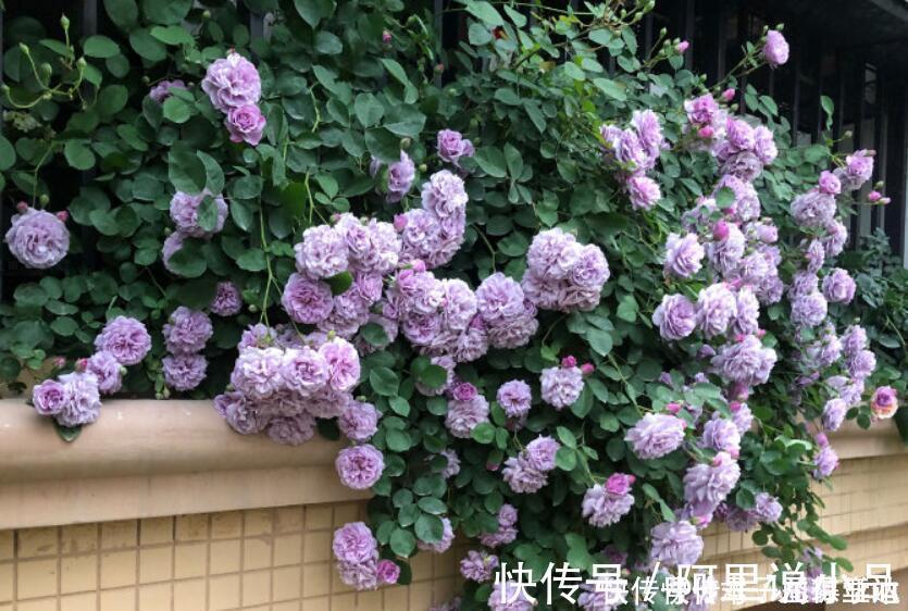 院子|为什么说院子里要有藤本月季?看过上百个小院,我羡慕了