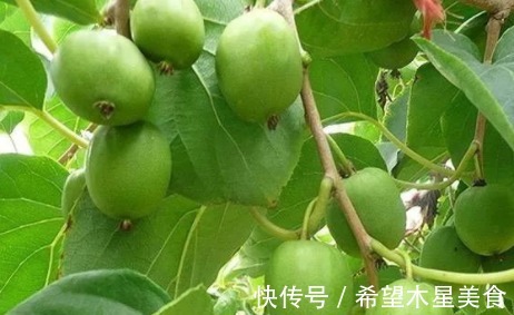 光氨基酸|生长于野外的“它”营养较高,希望你不要错过了,市场潜力不错!