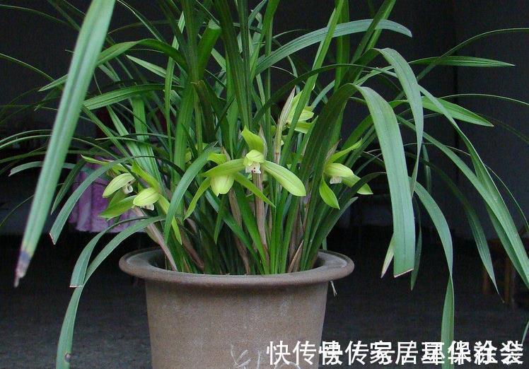 花蕾|夏季入手兰花盆栽选春兰,这么干,7月高温天照样花开不停