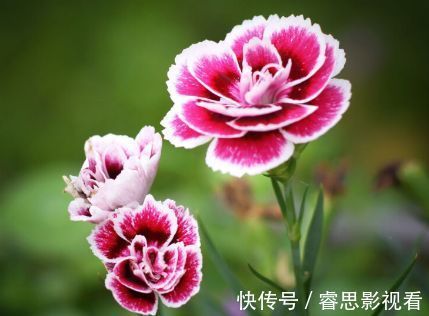 露薇|此款花卉,好养易爆盆,晒晒太阳就开花,绚丽夺目