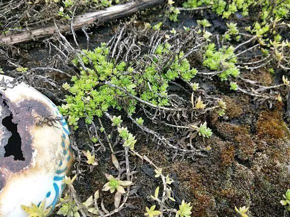 垂盆草|屋顶上的野草，人称“房神”，别再拔了，是福气！