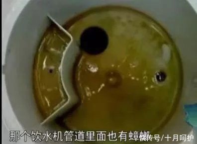 家用电器|家里细菌最多的竟是饮水机，感染家庭后悔知道太晚