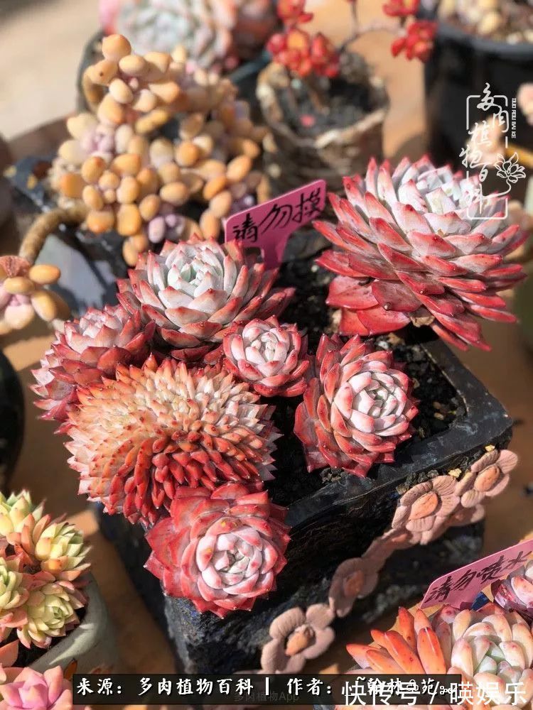 多肉花园梦青春正好,梦想趁早,别坐等自己变老!