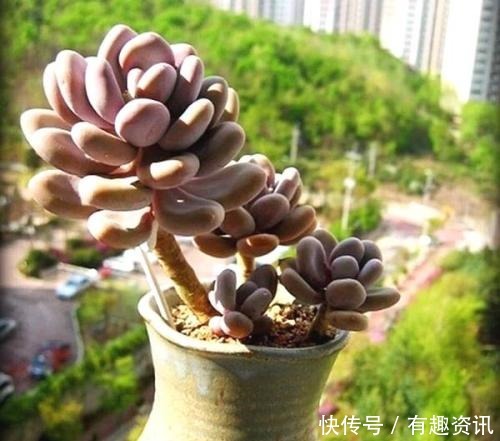 老桩|多肉植物爱吃2种肥，根系健壮，叶子肥厚，养成老桩