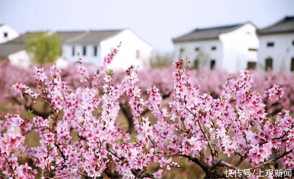 乡村|国家级“种草”！崇明2条线路入选全国乡村旅游学习体验线路