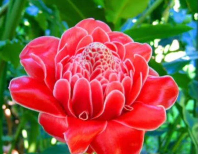 家养此款花卉,开花勤爱爆盆,从年头旺到年尾,红火财运到!