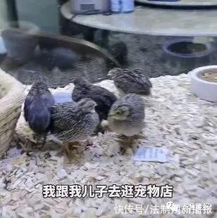 山东一女子网购鱼缸漏水,改养“芦丁鸡”火了!网友:换个思路办事儿