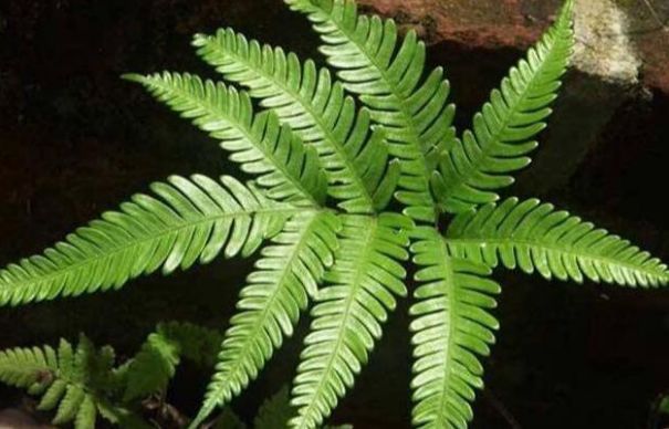 野菜|井边一种草,过去当菜吃,现在当花养,殊不知,小孩吃了能益智