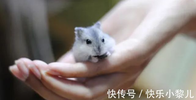 生肖|12月23号到31号,生肖鼠好运不断赚钱多多,财运势如破竹一片大好