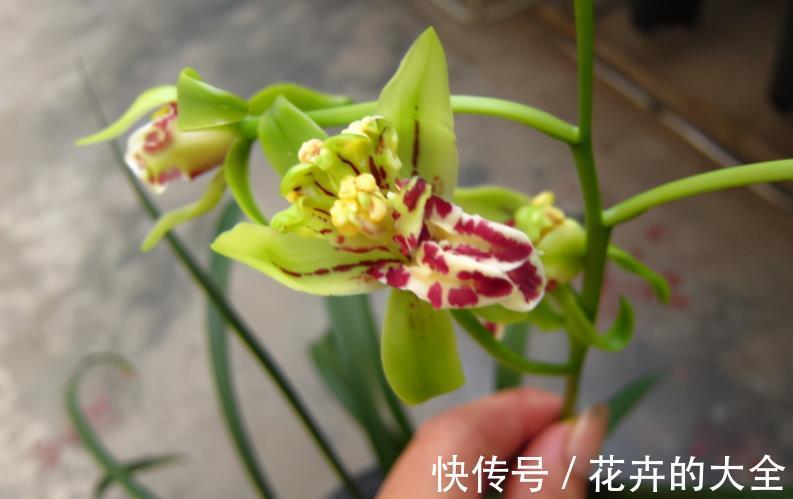 打理|窗台盆栽养国兰小技巧：这2方面到位，打理省心又效果好