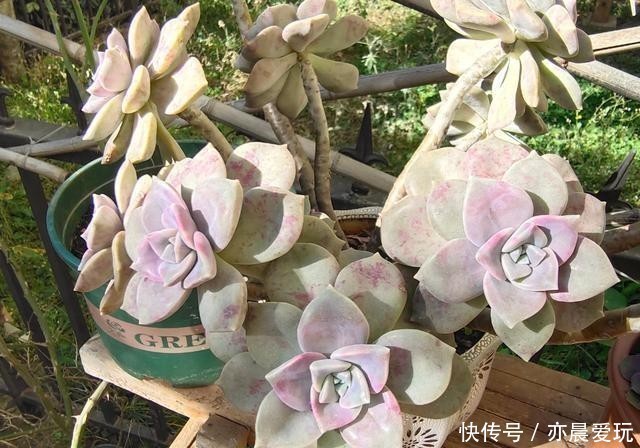 颜值|四种“零差评”多肉推荐,颜值不比桃蛋低,还容易成老桩