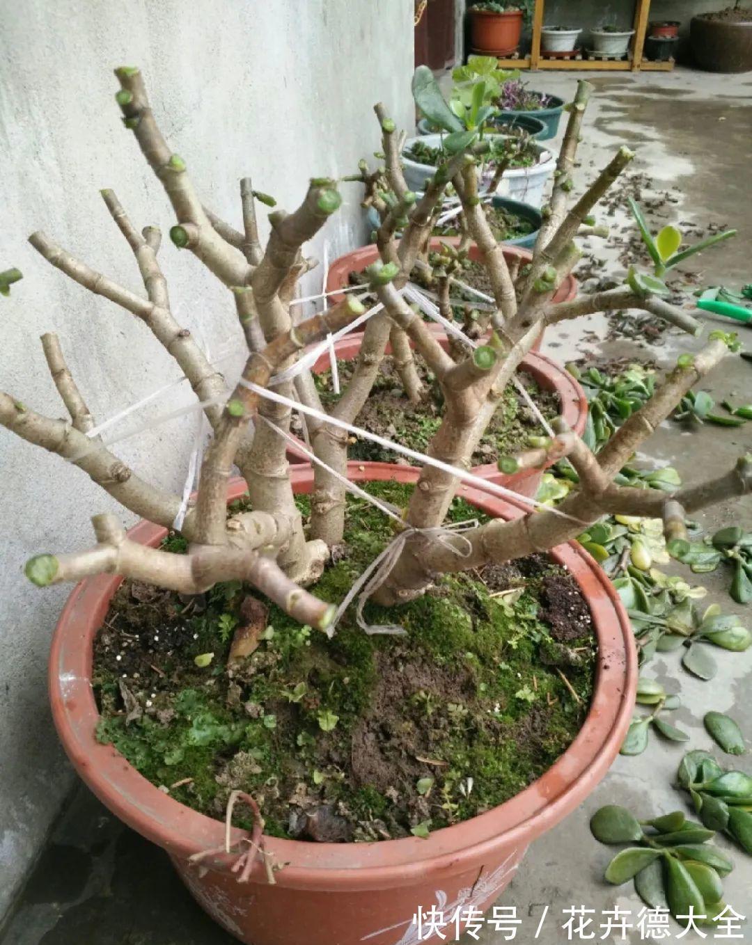7种花,现在要砍头,冲天炮变成爆炸头