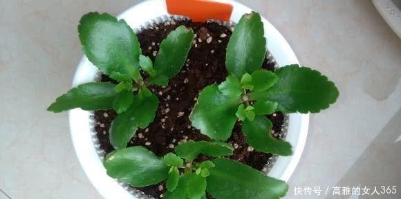 长寿花如何扦插，扦插长寿花需要注意什么