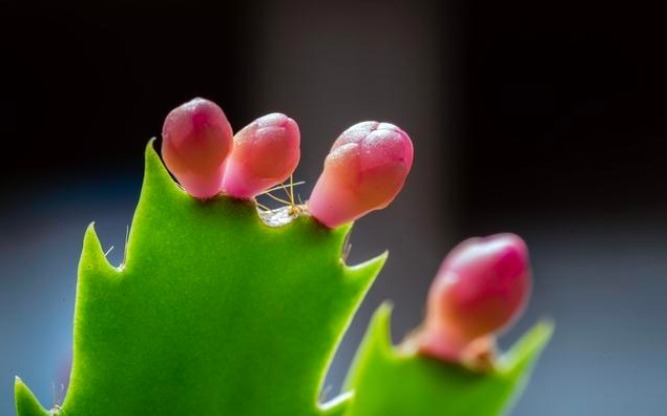 想让蟹爪兰花开不谢,掌握3个小秘密,花期能达100天