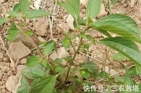 野菜|农村常见的铁苋菜,除了是上好野菜以外,还能拿来入药