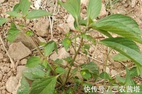 野菜|农村常见的铁苋菜，除了是上好野菜以外，还能拿来入药