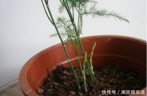 修剪|文竹如何修剪简单“1招”,新芽不断冒,株型漂亮,茁壮茂盛