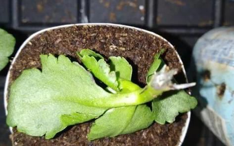 修剪掉的长寿花枝叶该不该扔，怎么处理好？