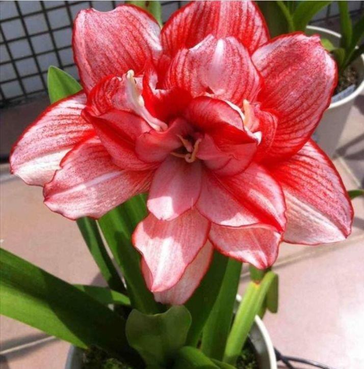 直立天竺葵|几种花,开花漂亮又好养,颜色丰富,给你一片花海!