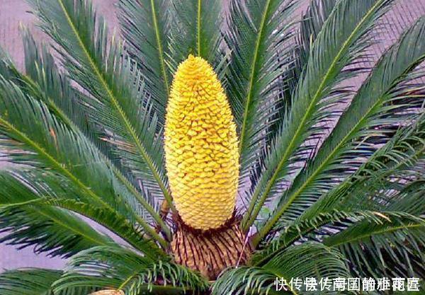 种花|4种花有灵性,平时难开花,一有好事就开花,养过的人都说好