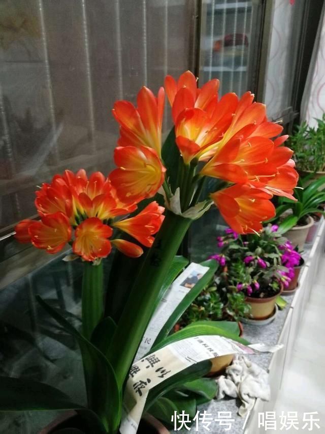 1盆君子兰,春天一处理“变10盆”,家里阳台摆满了