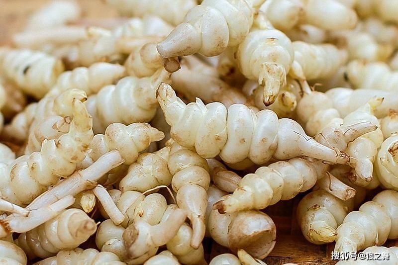 地里1种“蚕宝宝”,是润肺益肾“特效药”,可惜想吃不好找