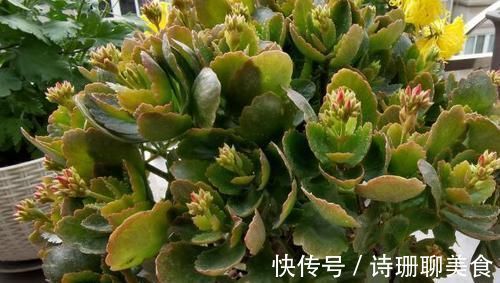 冬天，想要保花草“0伤亡”，不能光凭搬入室内，还得做到这些