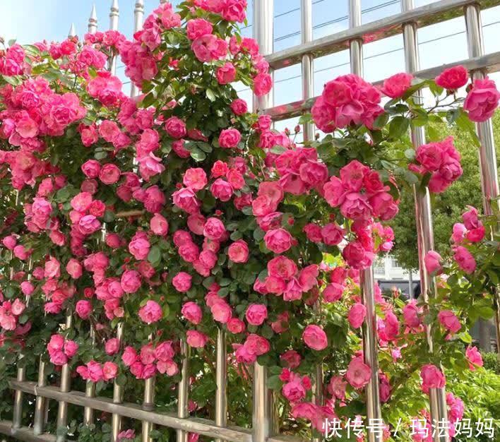 文竹|花卉不要“养得太好”，不然观赏性大打折扣，得不偿失