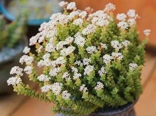 外表非常普通的多肉小米星,却让很多花友着迷,出了状态实在太美