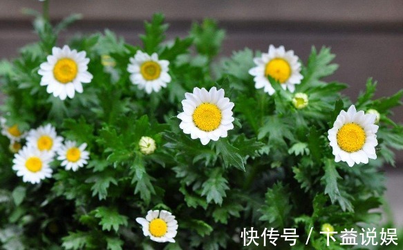 喜欢养菊就选“白晶菊”，花色淡雅，璀璨夺目，花期长适合盆栽养