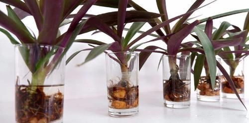 紫背|用水培扦插繁殖的紫背万年青,根长得快,养好了容易开花