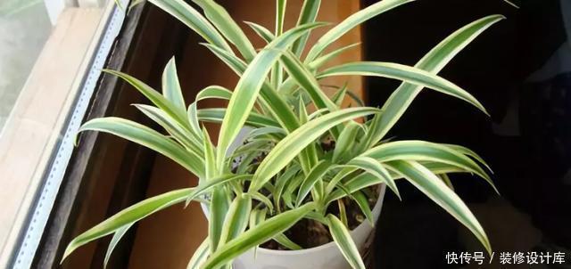 生长|卫生间放一盆这个植物,异味全跑光,绿意盎然又芬芳