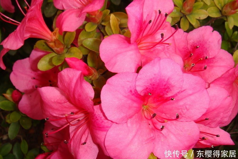  养花妙用醋，改善土质叶片绿油油，这4种花爱吃醋