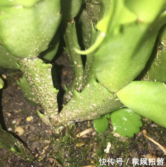 施肥|夏天养蟹爪兰记住2个字素养否则秋天只能见到“空花盆”