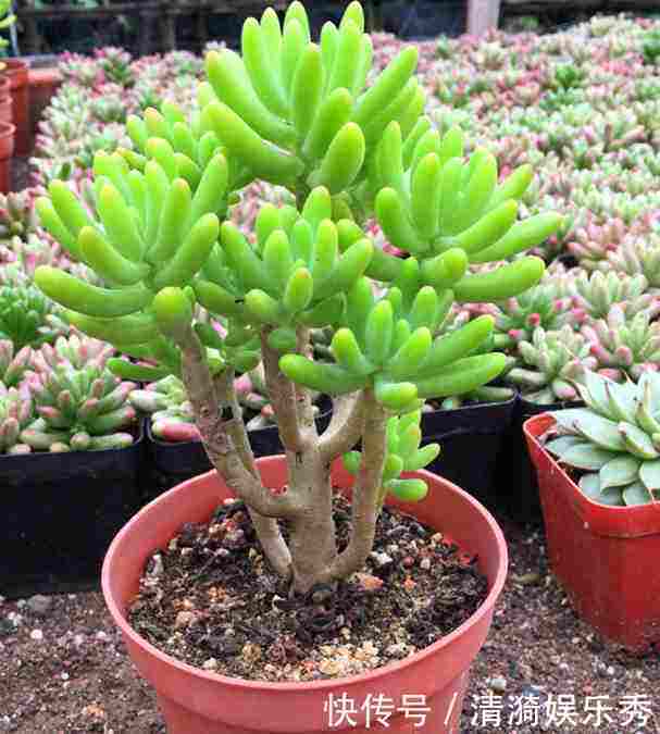 盘点10种“容易度夏”多肉,南北方花友,随便选、随便养