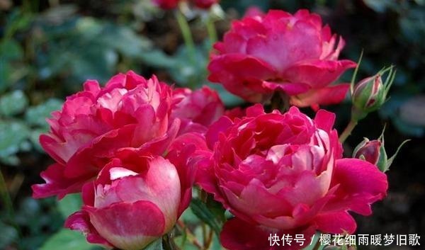 医生|月季马萨德医生，颜色鲜艳，多头开花，非常优秀的月季品种