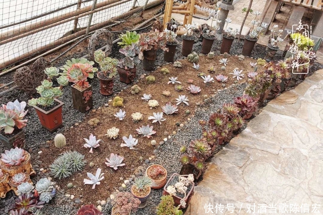 多肉桃花源:别人笑我太疯癫,我笑他人看不穿!