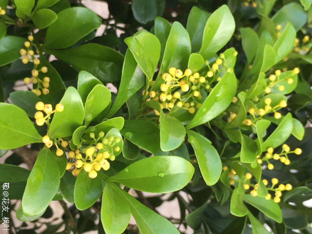 这10种花爱喝醋，浇水加点酸，叶子油亮爱开花！