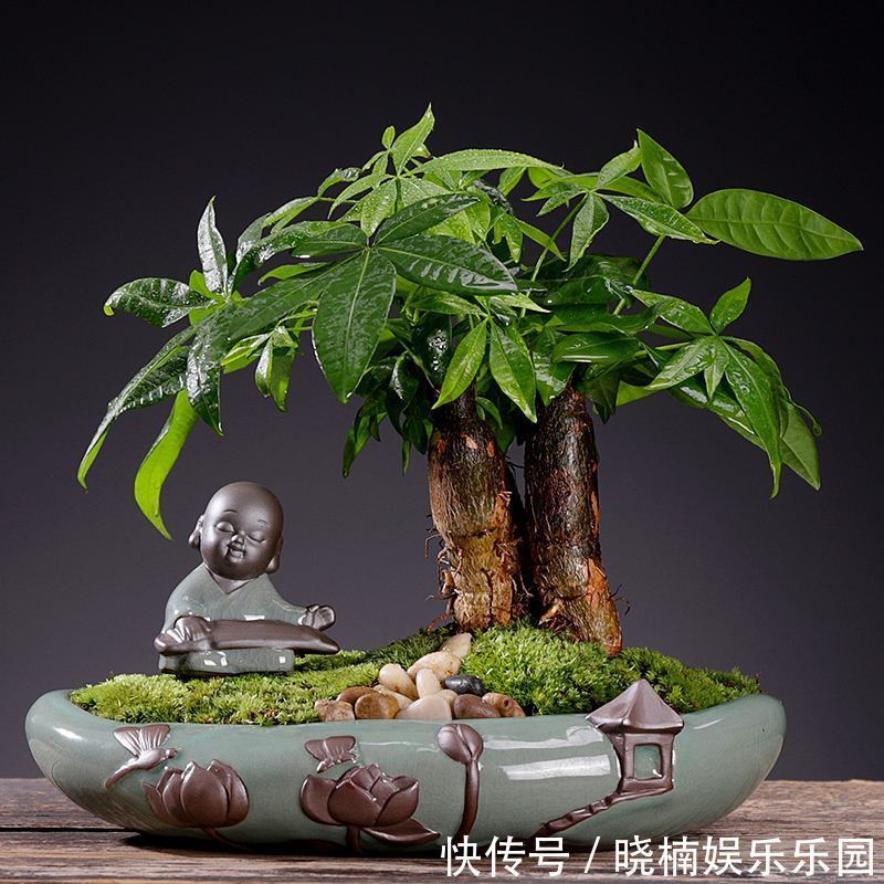 客厅见树,后代富足,7种“吉利树”,随便养一盆,养人又旺家