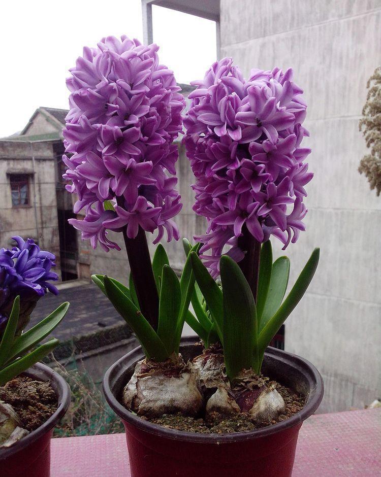 养花就养这几款,花朵小巧玲珑,粉嫩丰腴,绚丽夺目