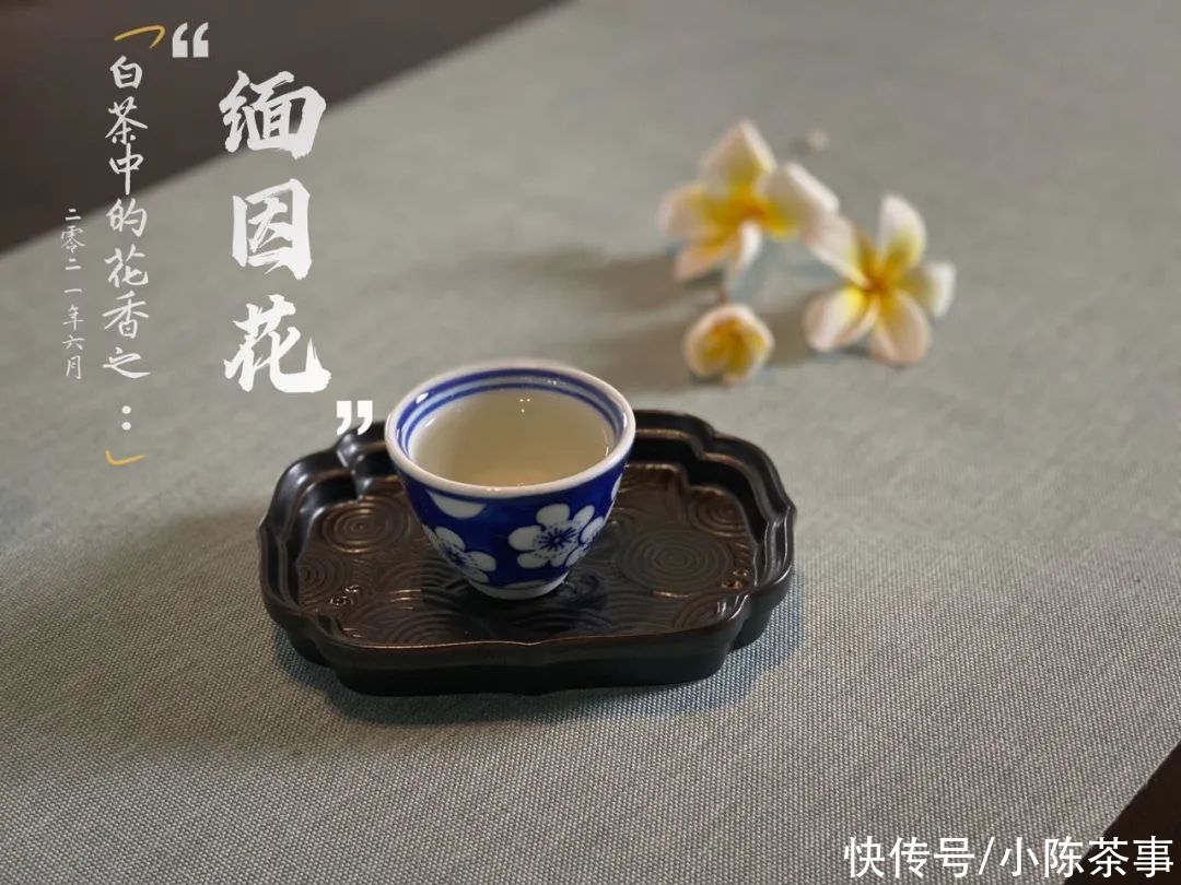 新茶|新白毫银针VS老白毫银针，是不是新茶的毫香味，喝起来更浓一点？