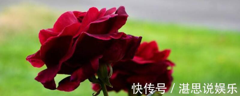 玫瑰中的皇族——“路易十四”,拿破仑皇后的最爱!美的动人心魄